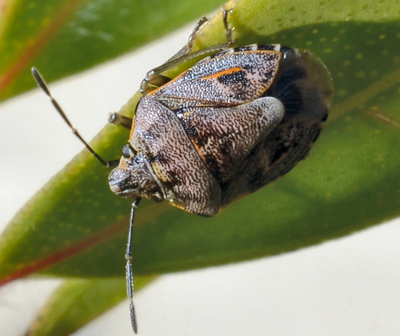 Pentatomidae: Holcogaster fibulata di Ostia